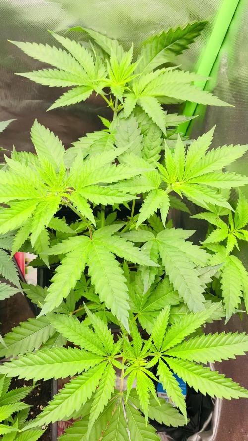HERIJUANA•BSF SEEDS