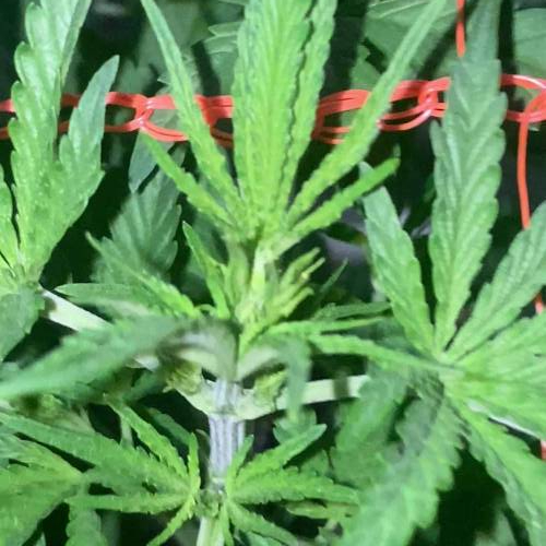 AK-47 Fem II Seeds Mafia