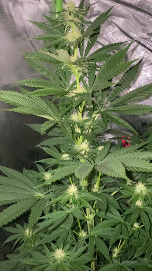 GTA FEM BSF SEEDS