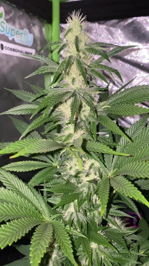 GTA FEM BSF SEEDS