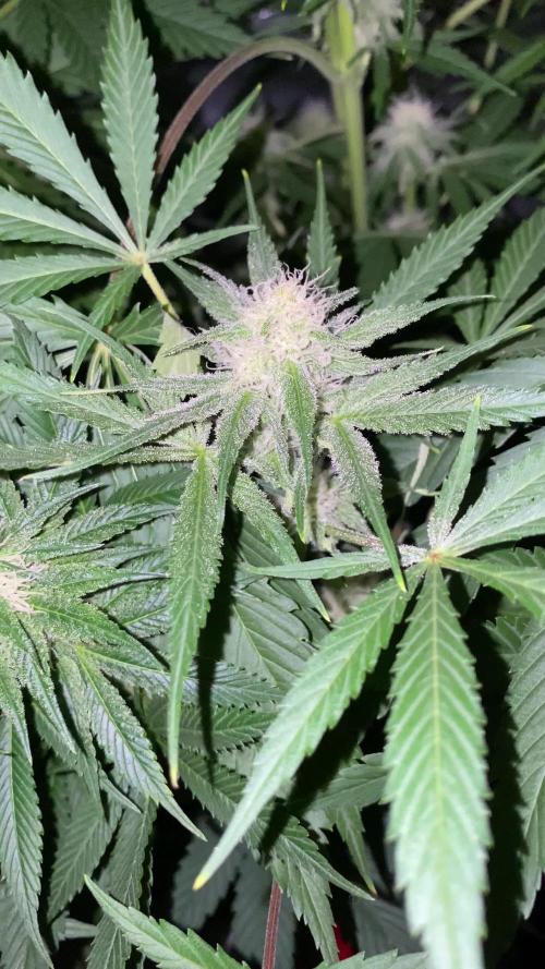 NEGRA 44 R-KIEM SEEDS