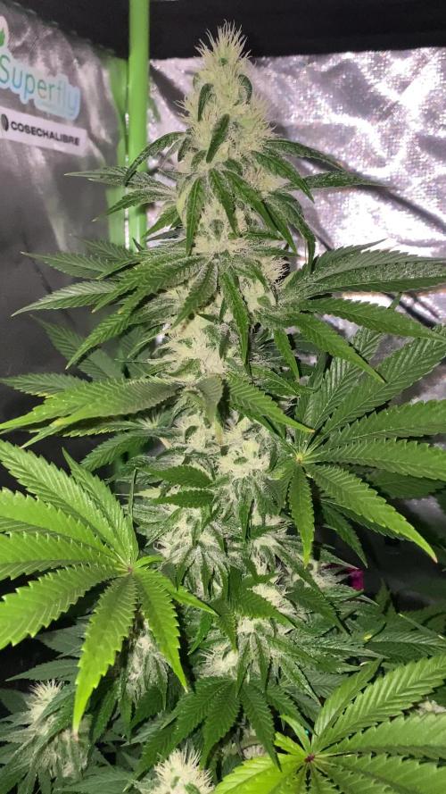 GTA FEM BSF SEEDS
