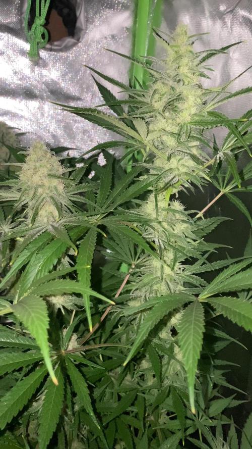 NEGRA 44 R-KIEM SEEDS