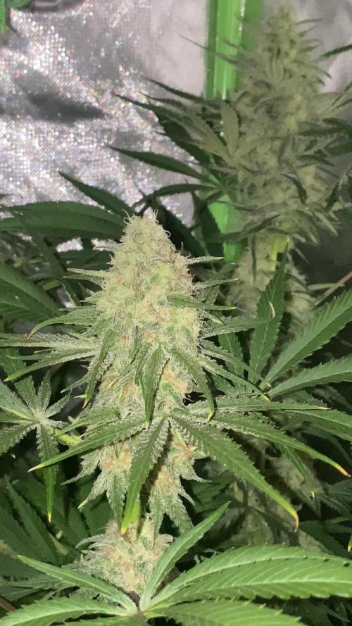 NEGRA 44 R-KIEM SEEDS