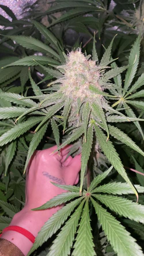 NEGRA 44 R-KIEM SEEDS
