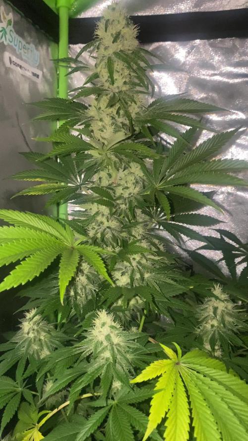 GTA FEM BSF SEEDS