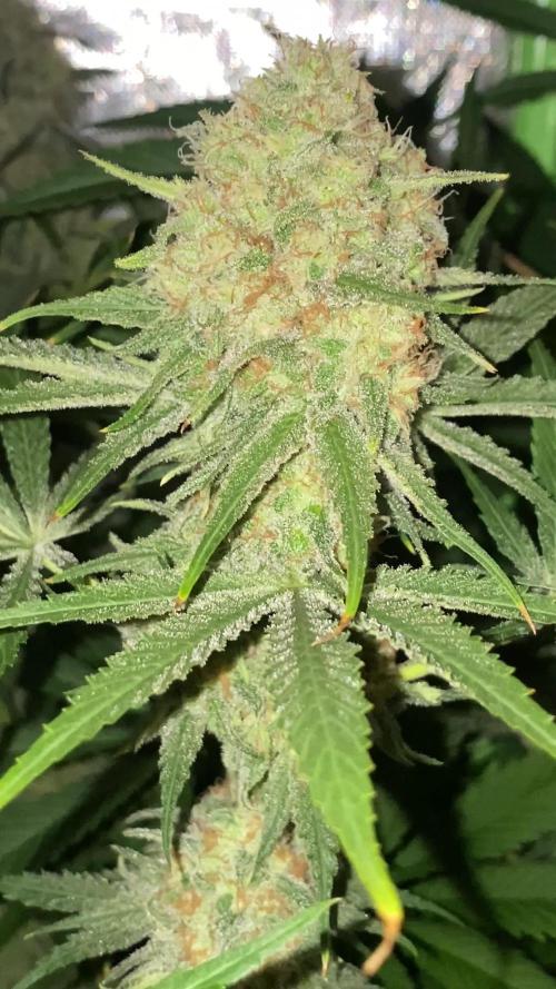 NEGRA 44 R-KIEM SEEDS