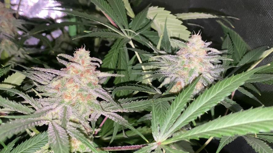 NEGRA 44 R-KIEM SEEDS