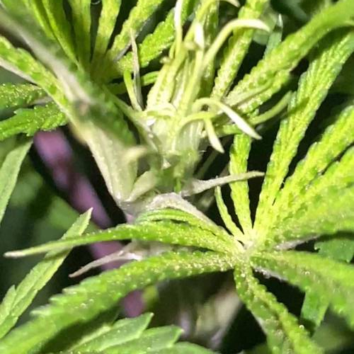 AK-47 Fem II Seeds Mafia