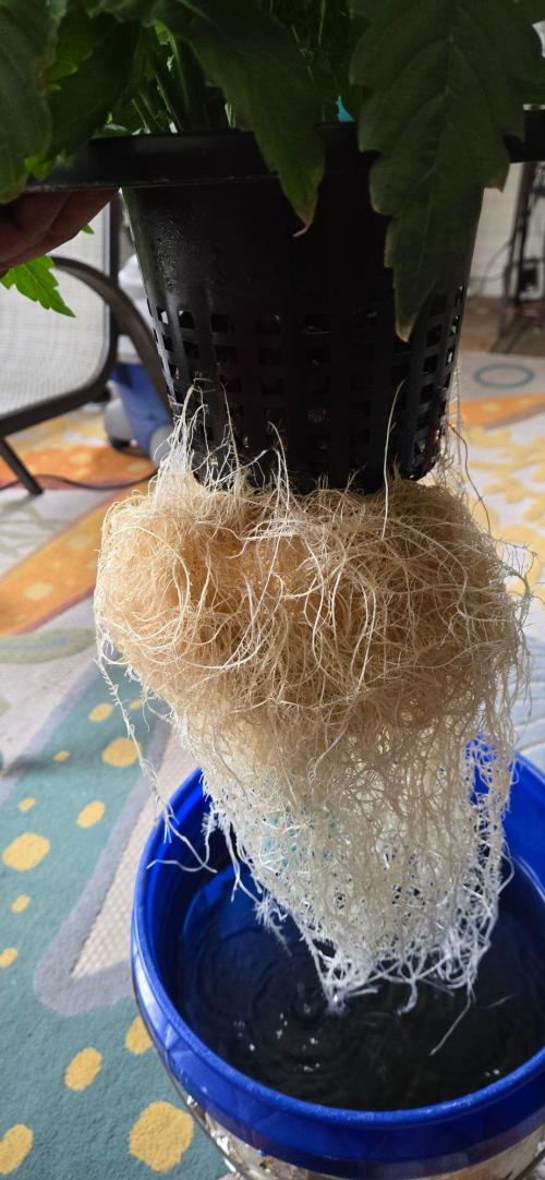 Summer '26. Week 10 - Roots galore!