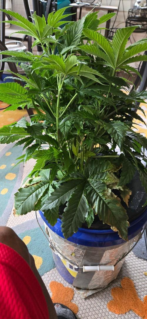 Summer '26. Week 10 - Jelly Donutz before transplanting to garden from DWC.
