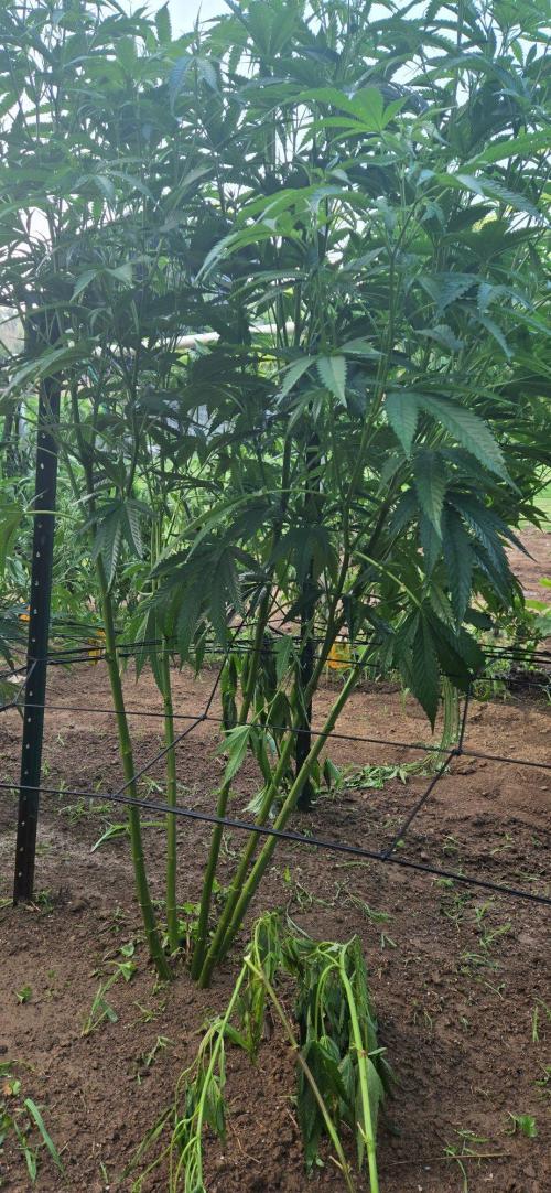 Summer '26. Week 10 - Jelly Donutz in SCROG net. First year using the net. Making changes next year.