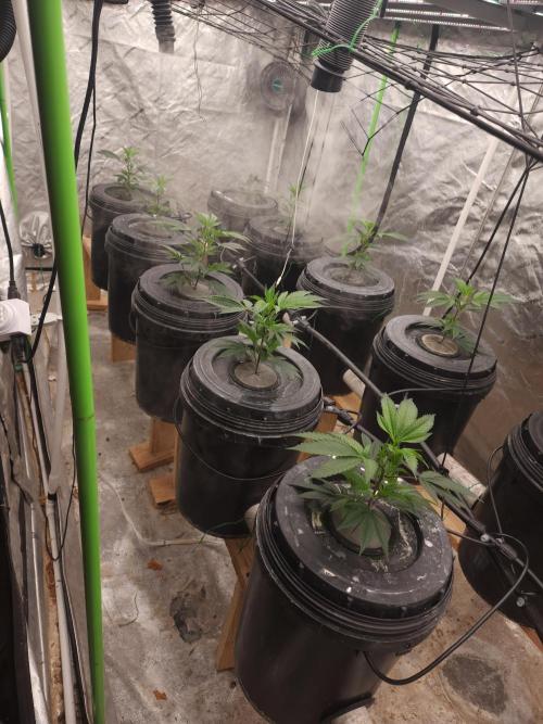 Wedding cake de Barneys. Week 2