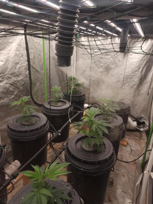 Wedding cake de Barneys. Week 2