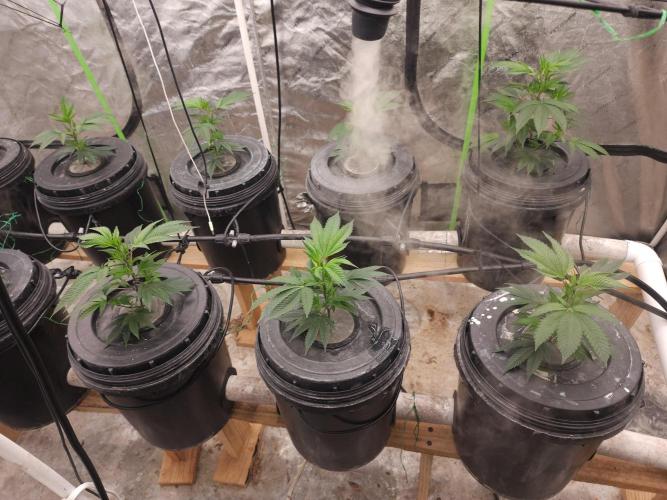 Wedding cake de Barneys. Week 2
