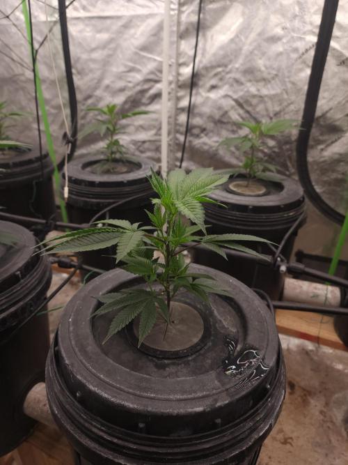 Wedding cake de Barneys. Week 2