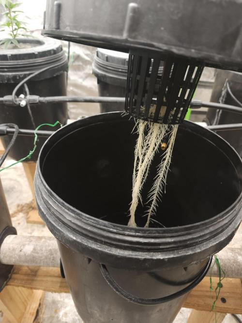 Wedding cake de Barneys. Week 2