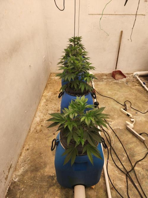 Wedding cake de Barneys. Week 3