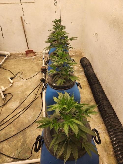 Wedding cake de Barneys. Week 3