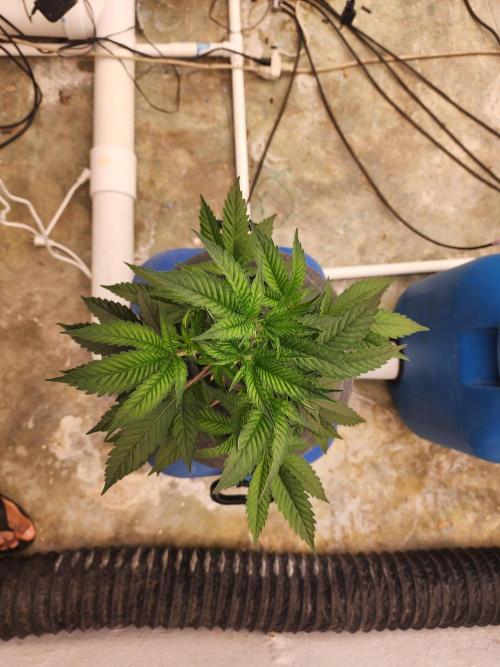 Grow Tent S888 96"x96"x80". Week 3
