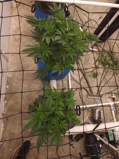 Wedding cake de Barneys. Week 4