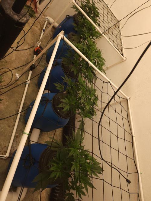 Wedding cake de Barneys. Week 4