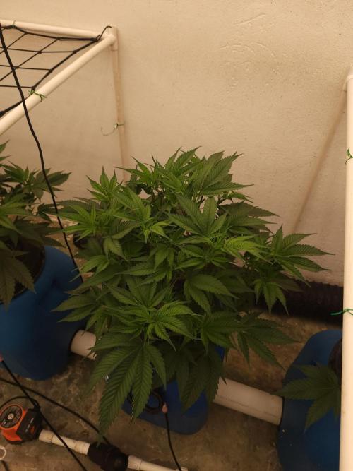 Wedding cake de Barneys. Week 4