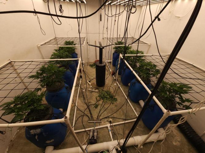 Grow Tent S888 96"x96"x80". Week 4