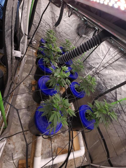 Wedding Cake Aeroponic. Week 2