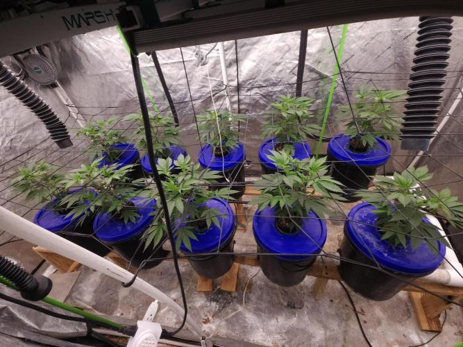 Wedding Cake. Week 2