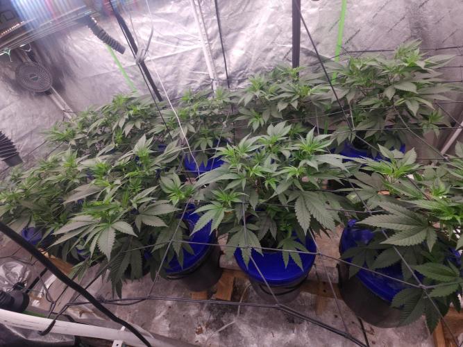 Wedding Cake Aeroponic. Week 3