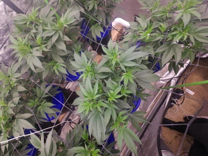 Wedding Cake Aeroponic. Week 3