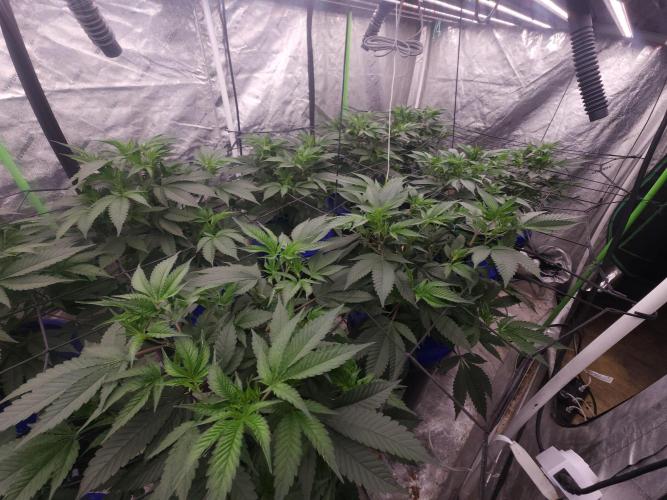 Wedding Cake Aeroponic. Week 3