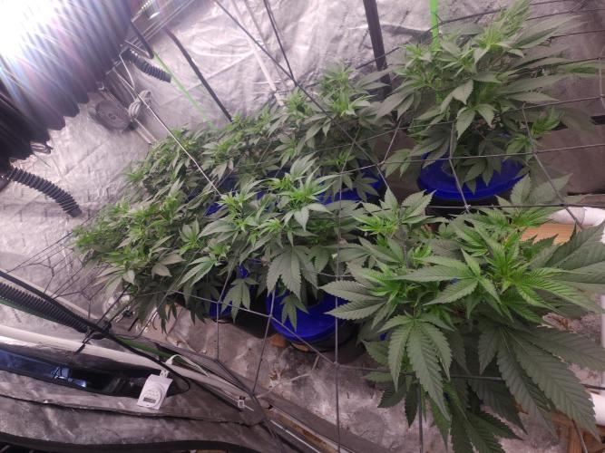 Wedding Cake. Week 3