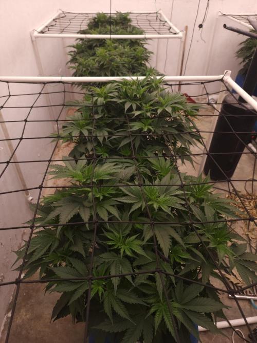 Wedding cake de Barneys. Week 5
