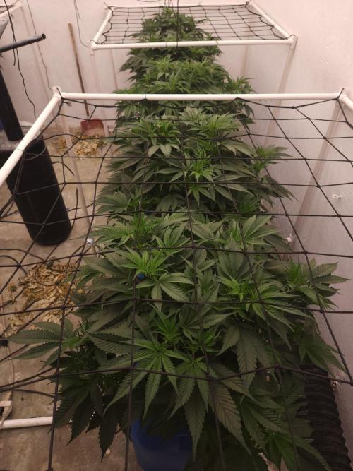 Wedding cake de Barneys. Week 5