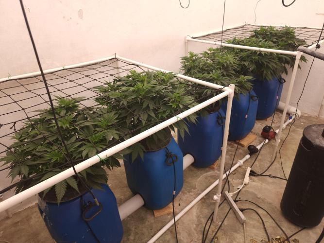 Wedding cake de Barneys. Week 5