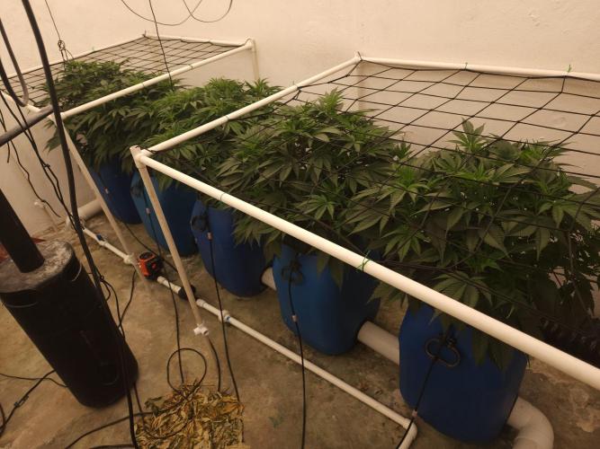 Wedding cake de Barneys. Week 5