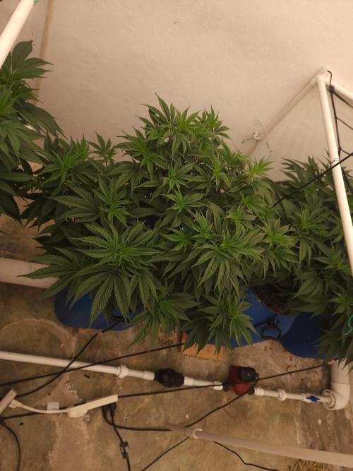 Wedding cake de Barneys. Week 5