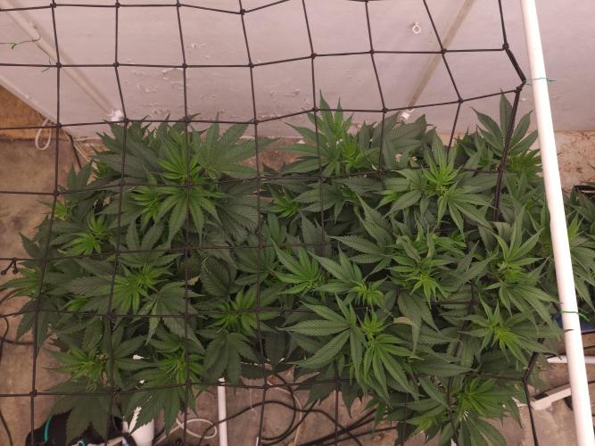 Grow Tent S888 96"x96"x80". Week 5