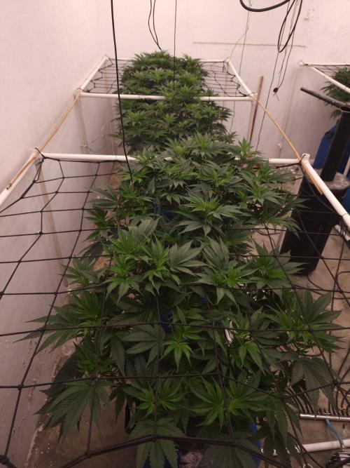 Wedding cake de Barneys. Week 6