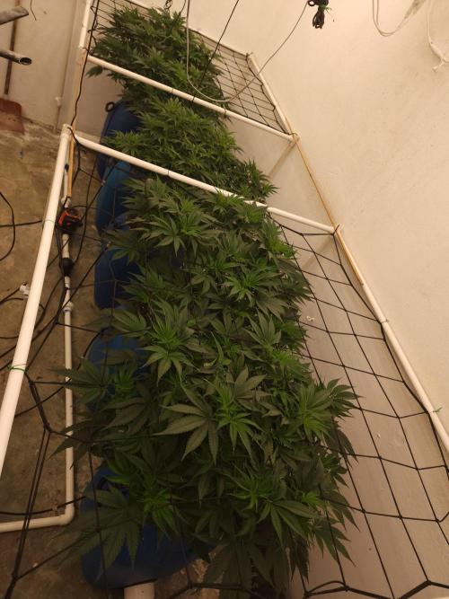 Wedding cake de Barneys. Week 6