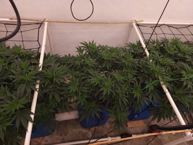 Wedding cake de Barneys. Week 6