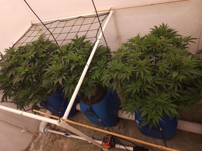 Wedding cake de Barneys. Week 6