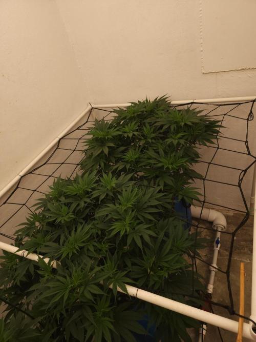 Wedding cake de Barneys. Week 6