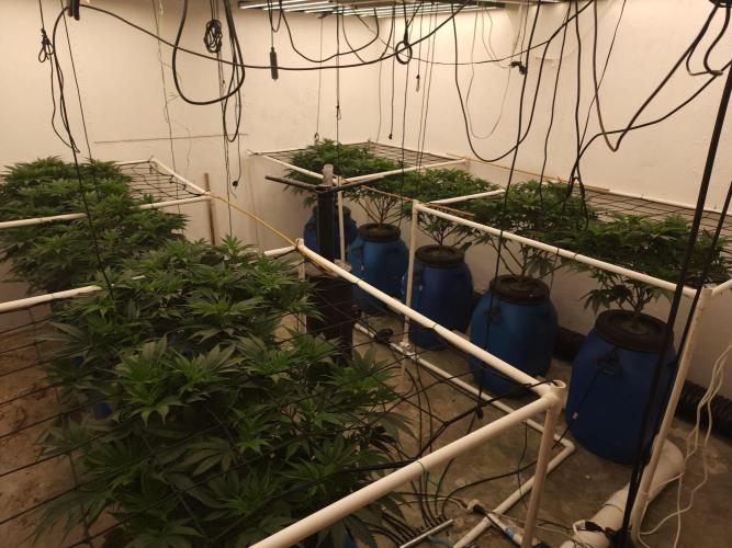 Grow Tent S888 96"x96"x80". Week 6