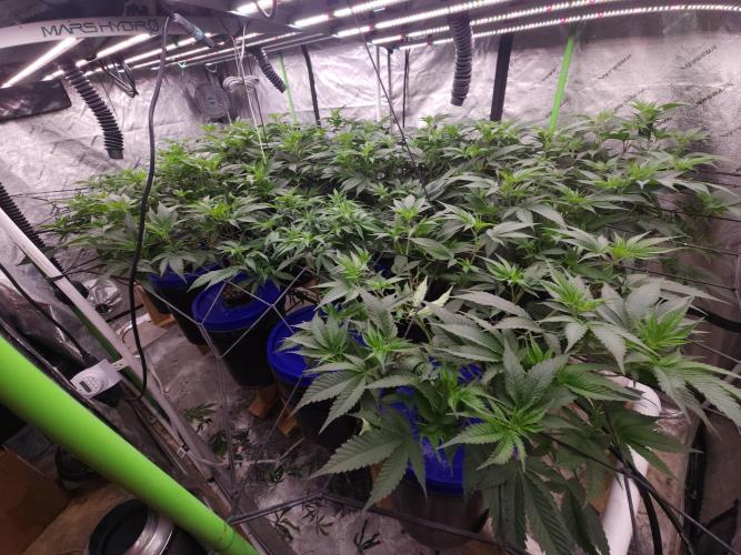 Wedding Cake Aeroponic. Week 4