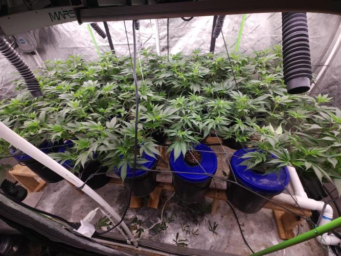 Wedding Cake Aeroponic. Week 4