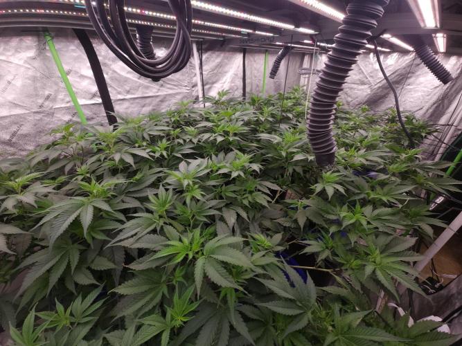 Wedding Cake. Week 4
