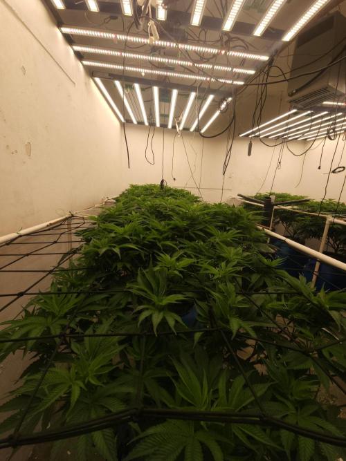 Wedding cake de Barneys. Week 8